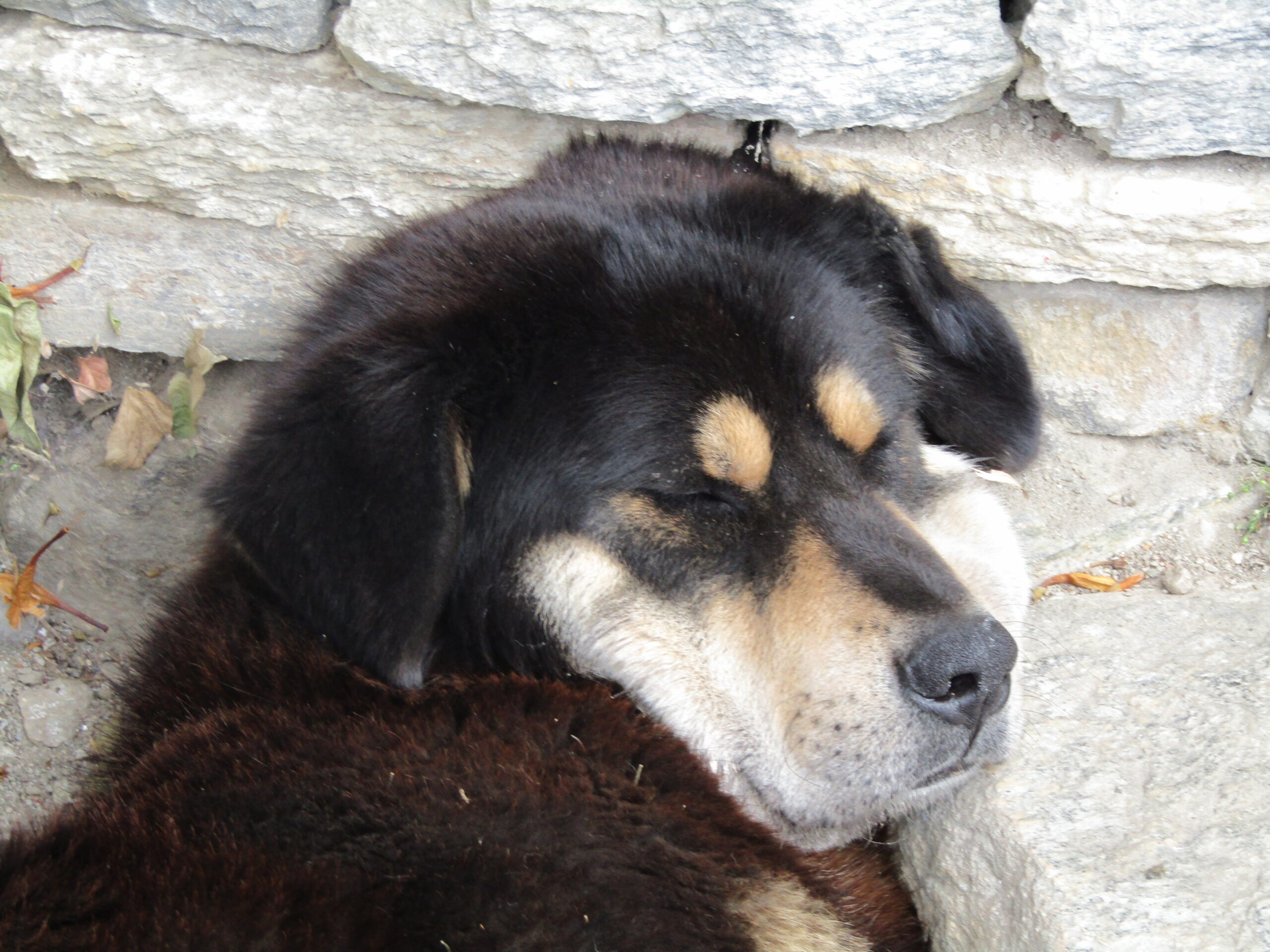 A potential hiking companion