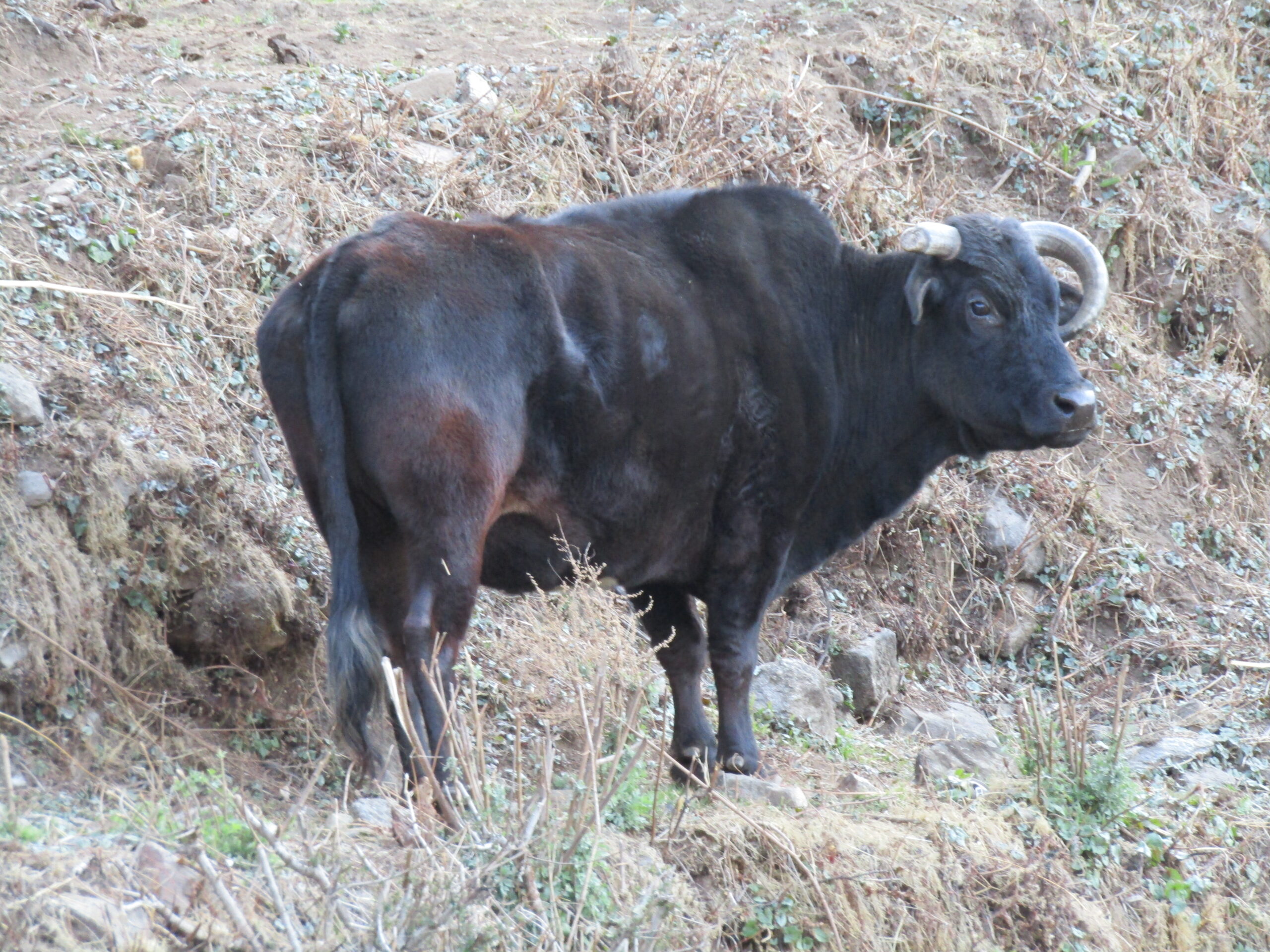 Domestic cattle roam the area