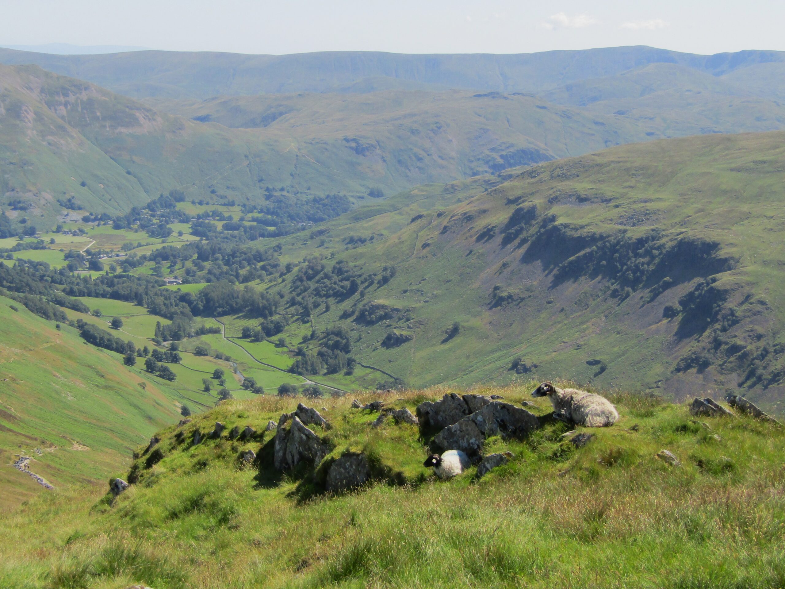 Sheep enjoying the view