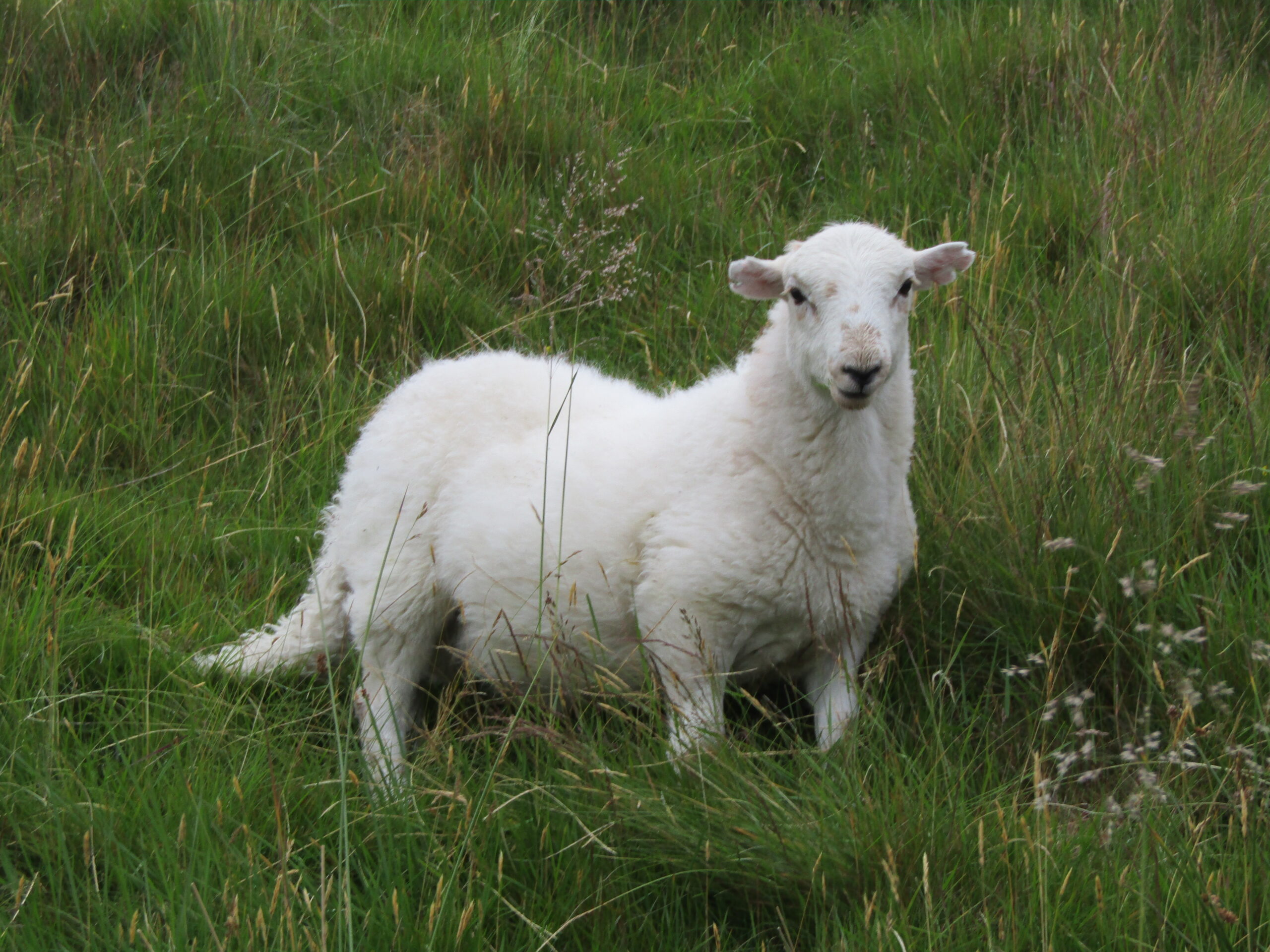 A lamb on the mountainside