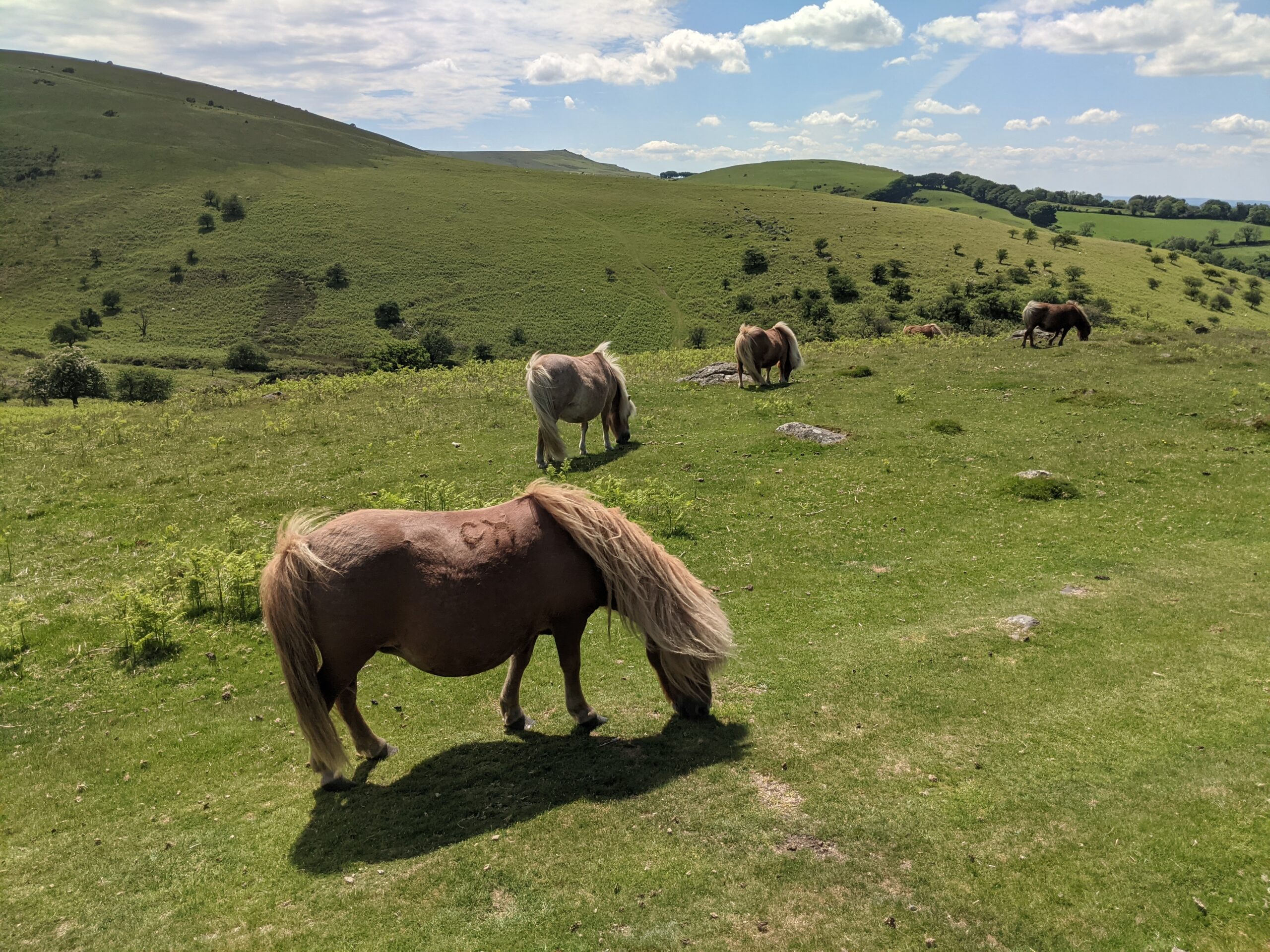 Wild ponies