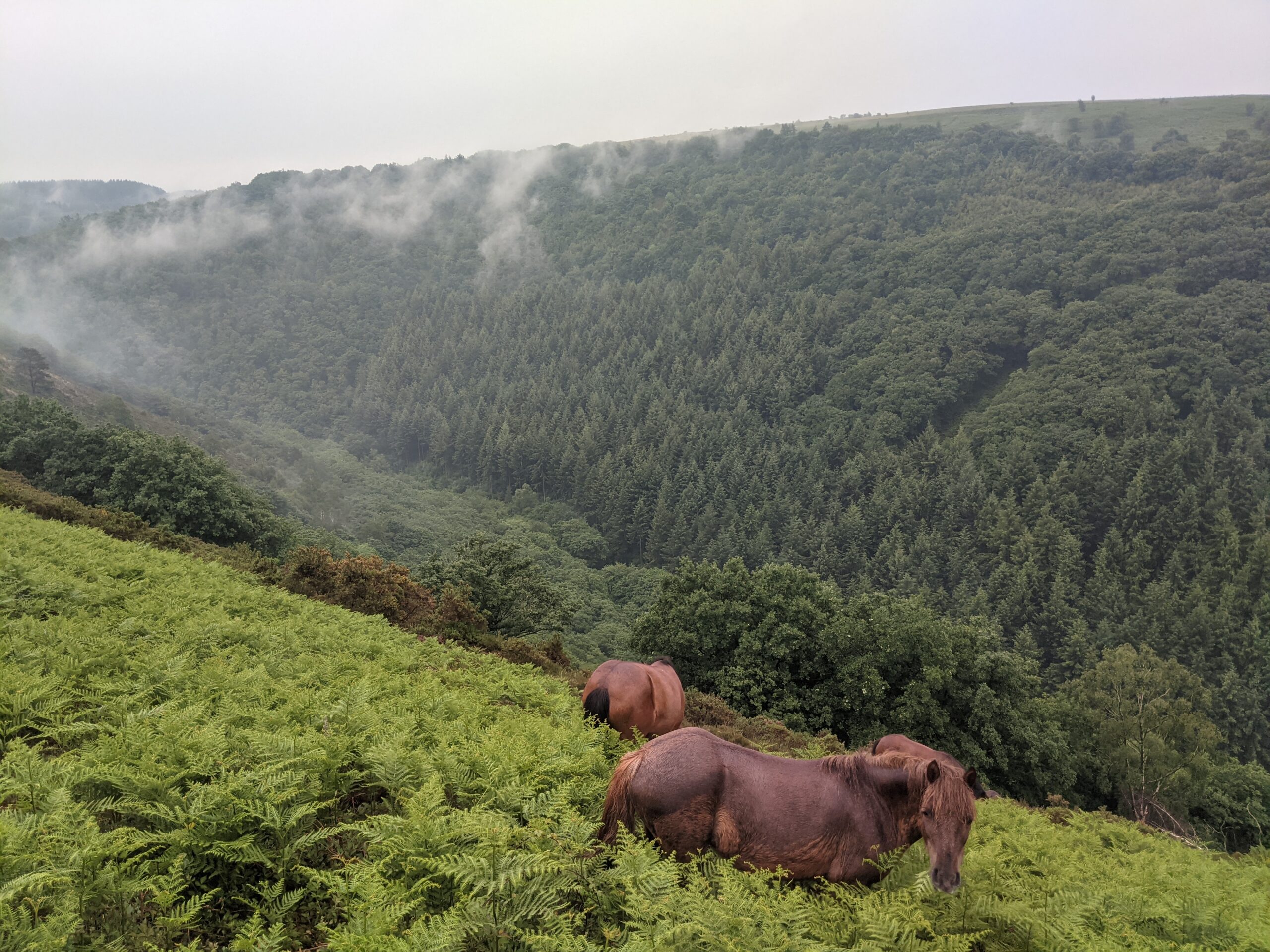 Dartmoor Pony