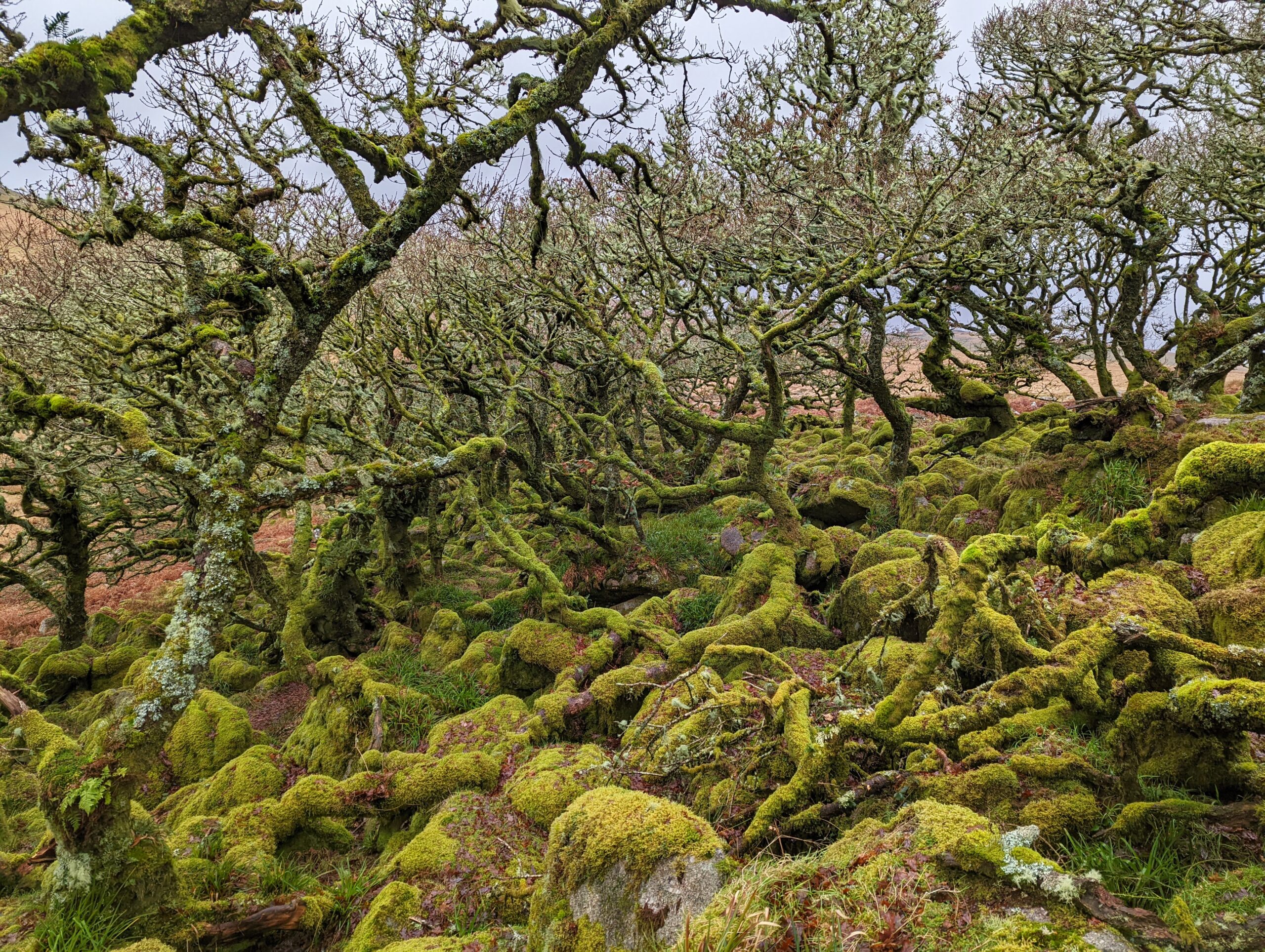 Almost Wistman's Wood