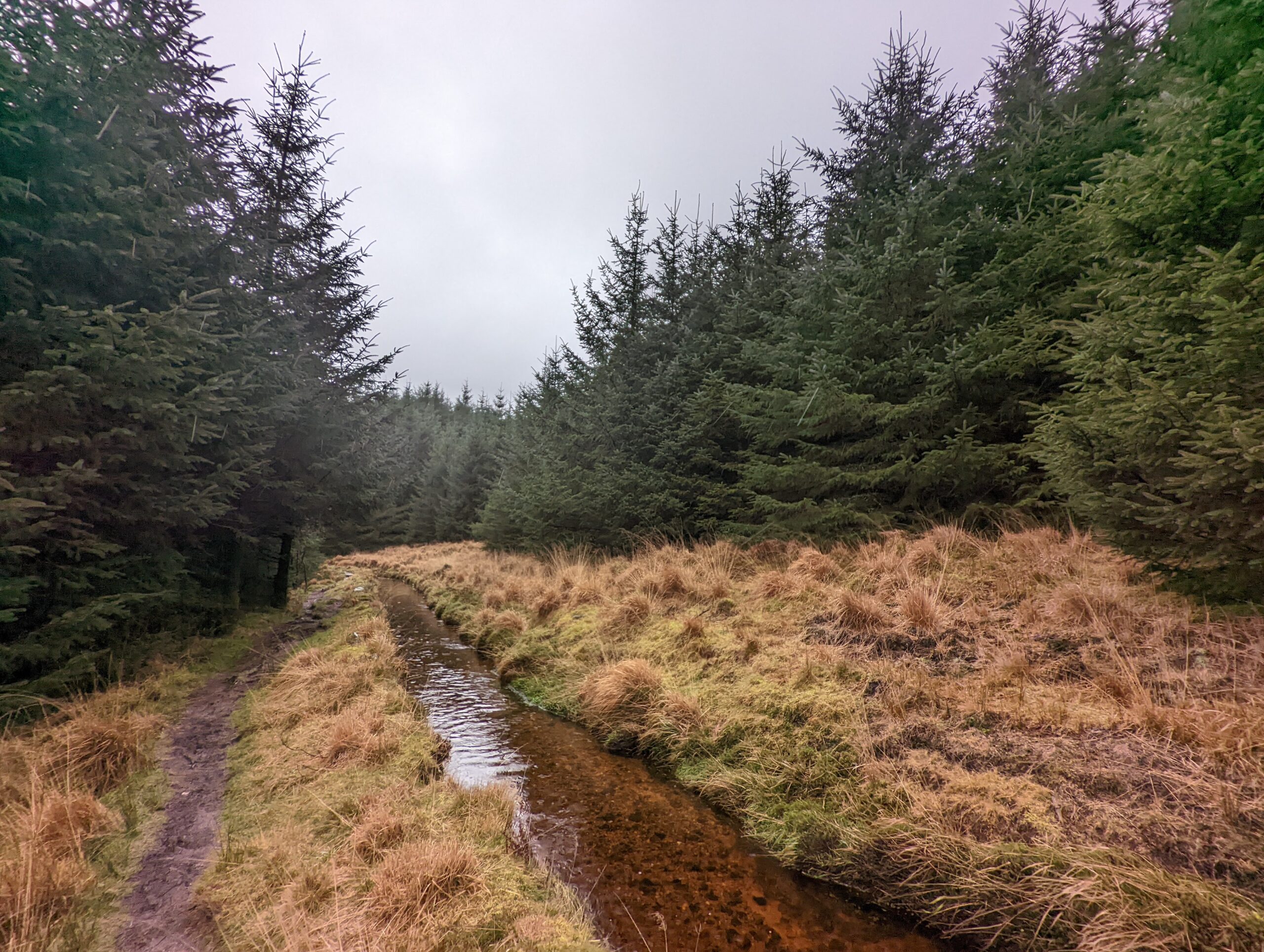 Entering the forest