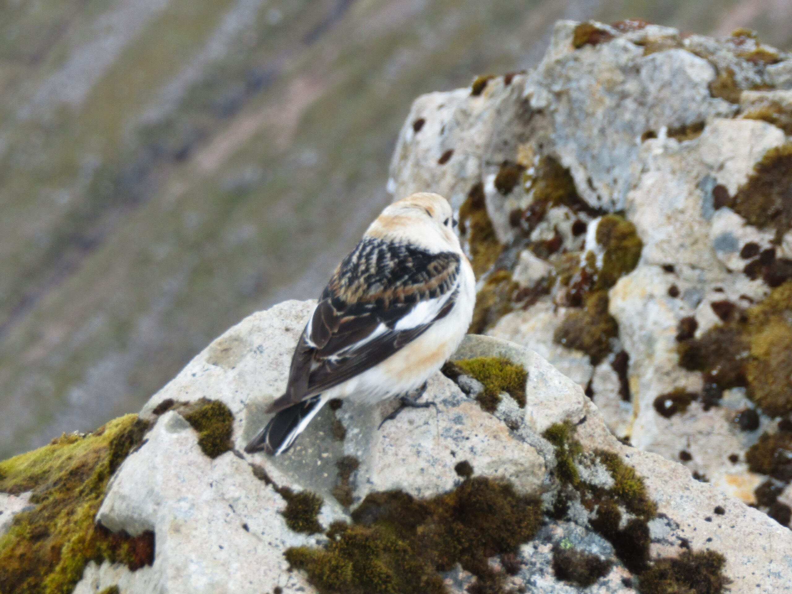 A bird braving the cold