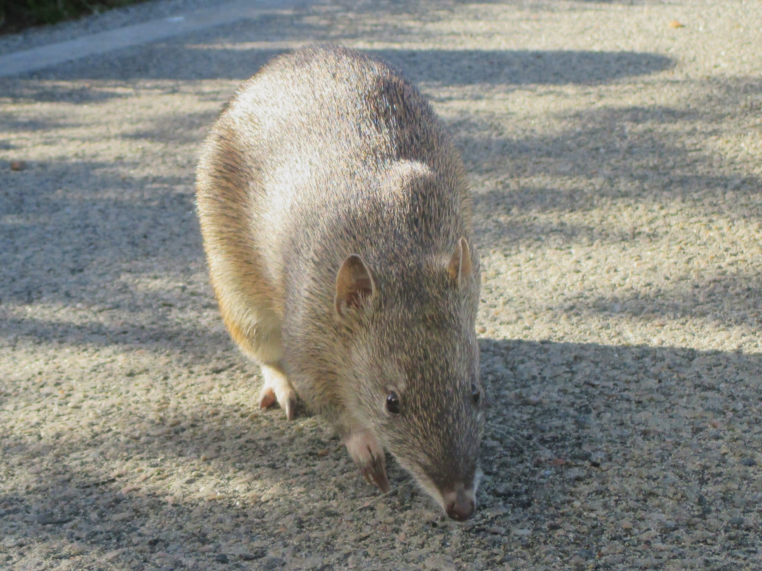 A bandicoot