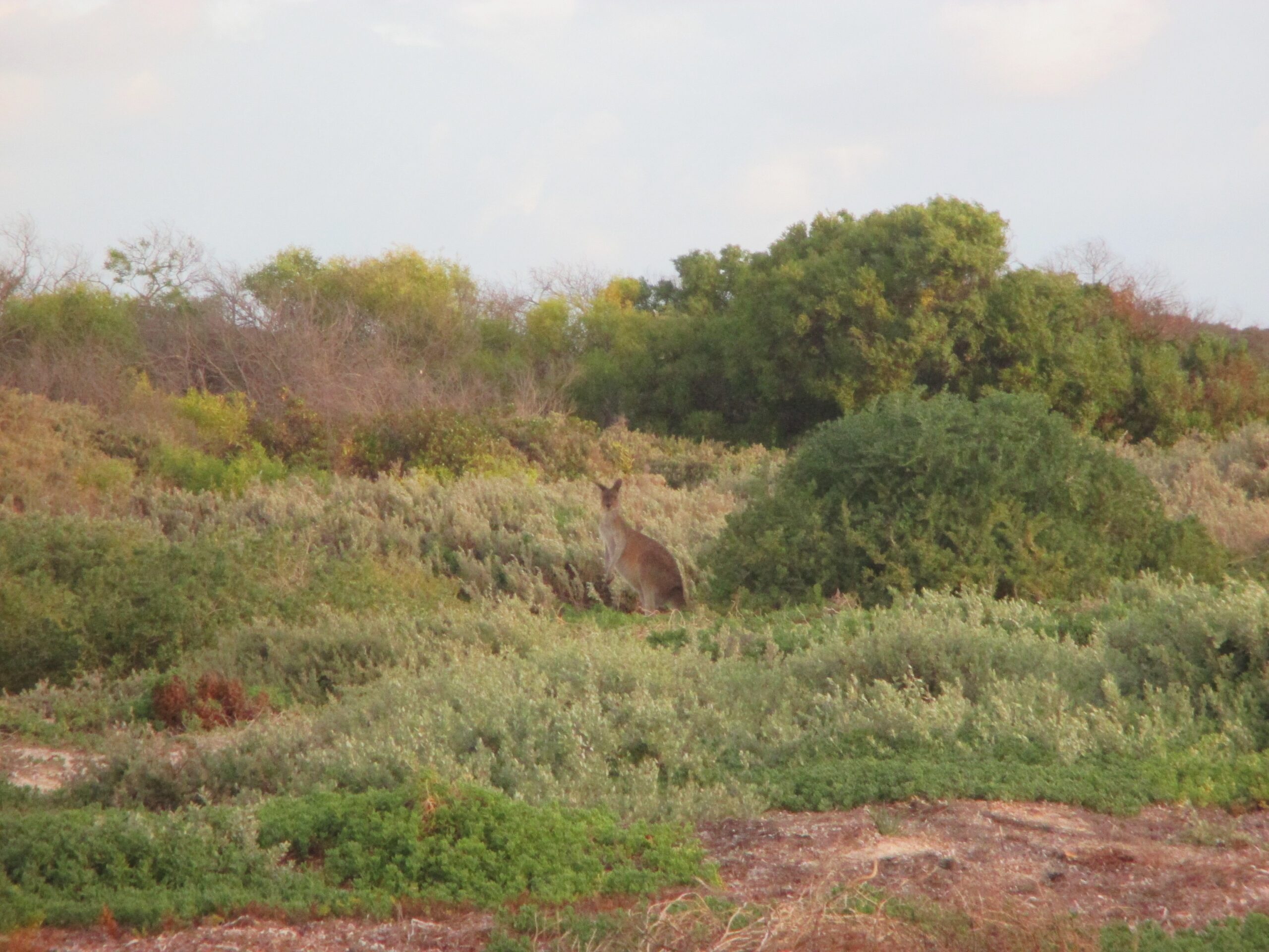 A kangaroo in the thicket