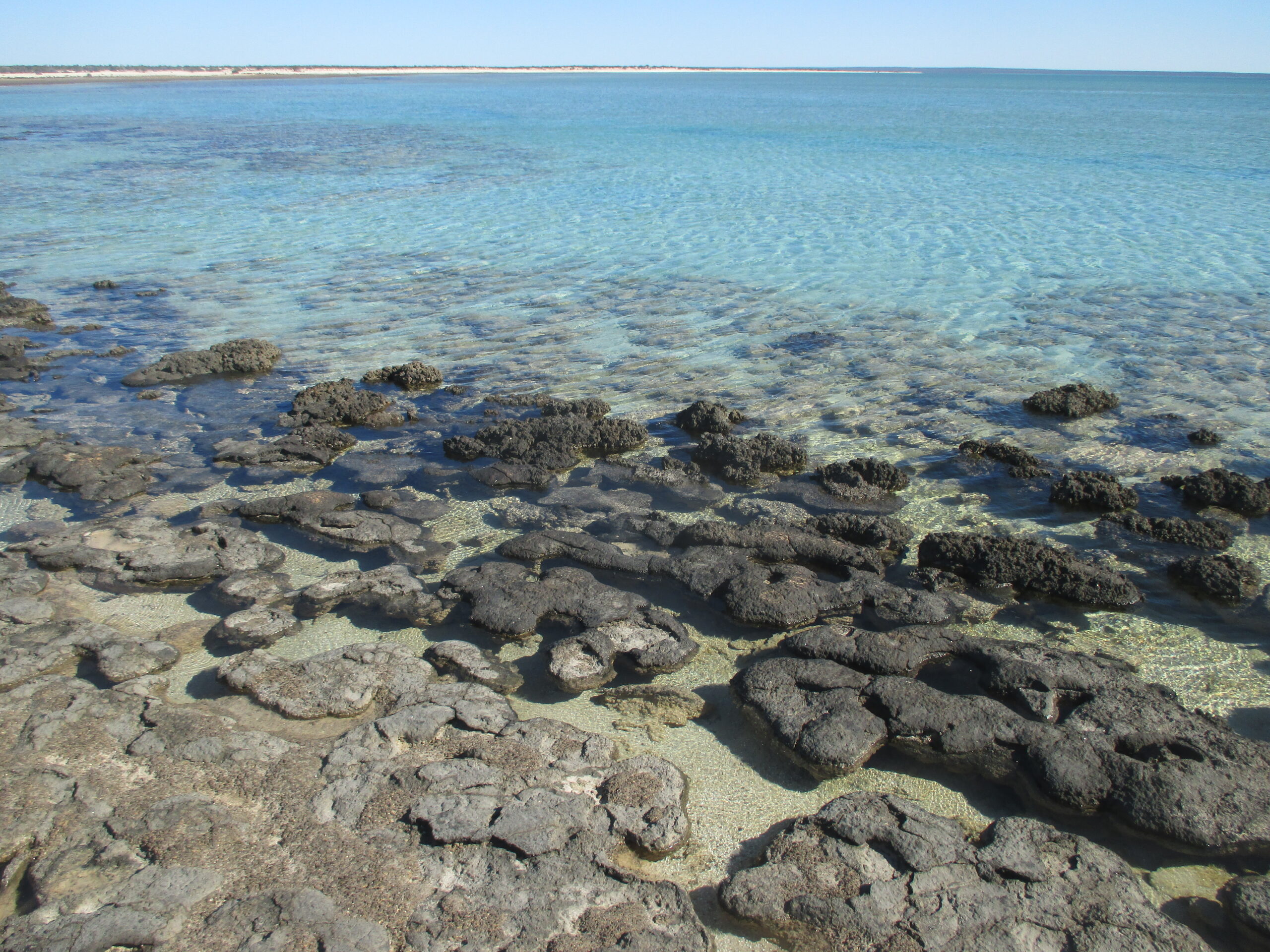 Stromatolites