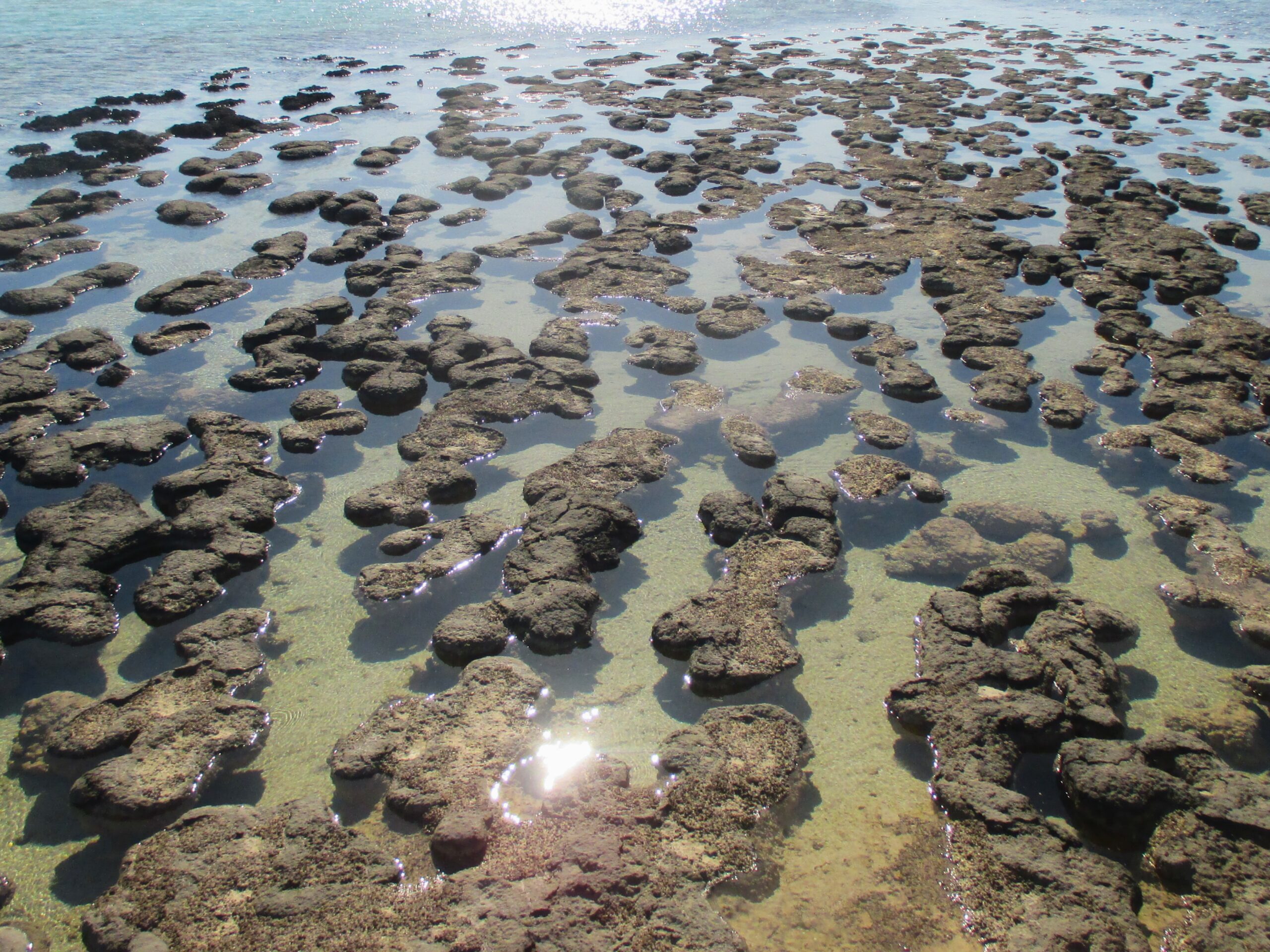 The world's oldest living organism