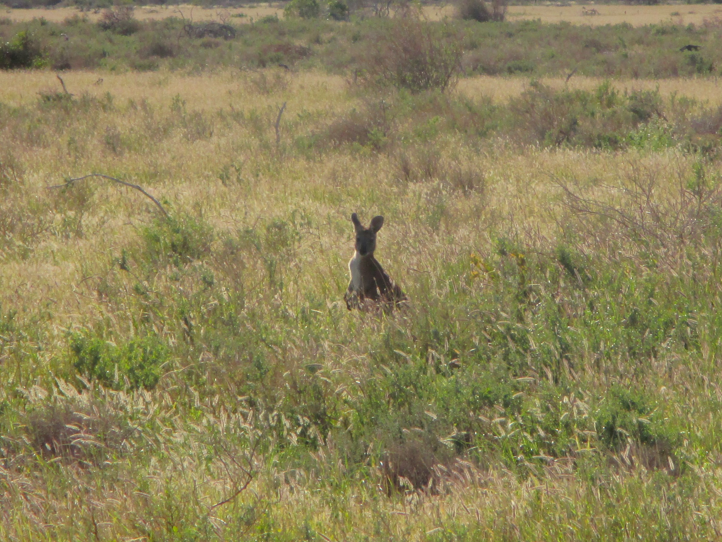 A wallaby poking its head above the grass