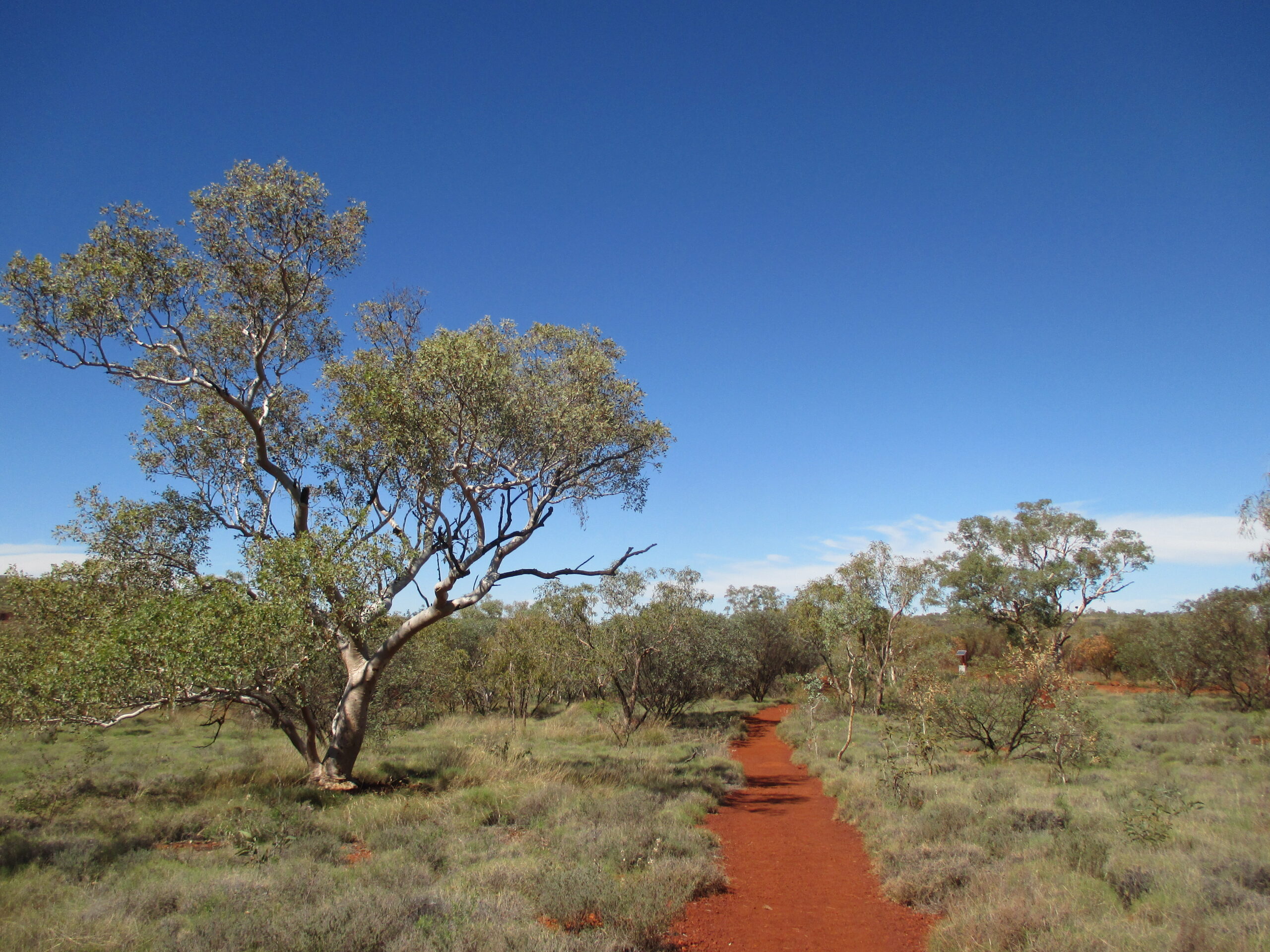 The trail