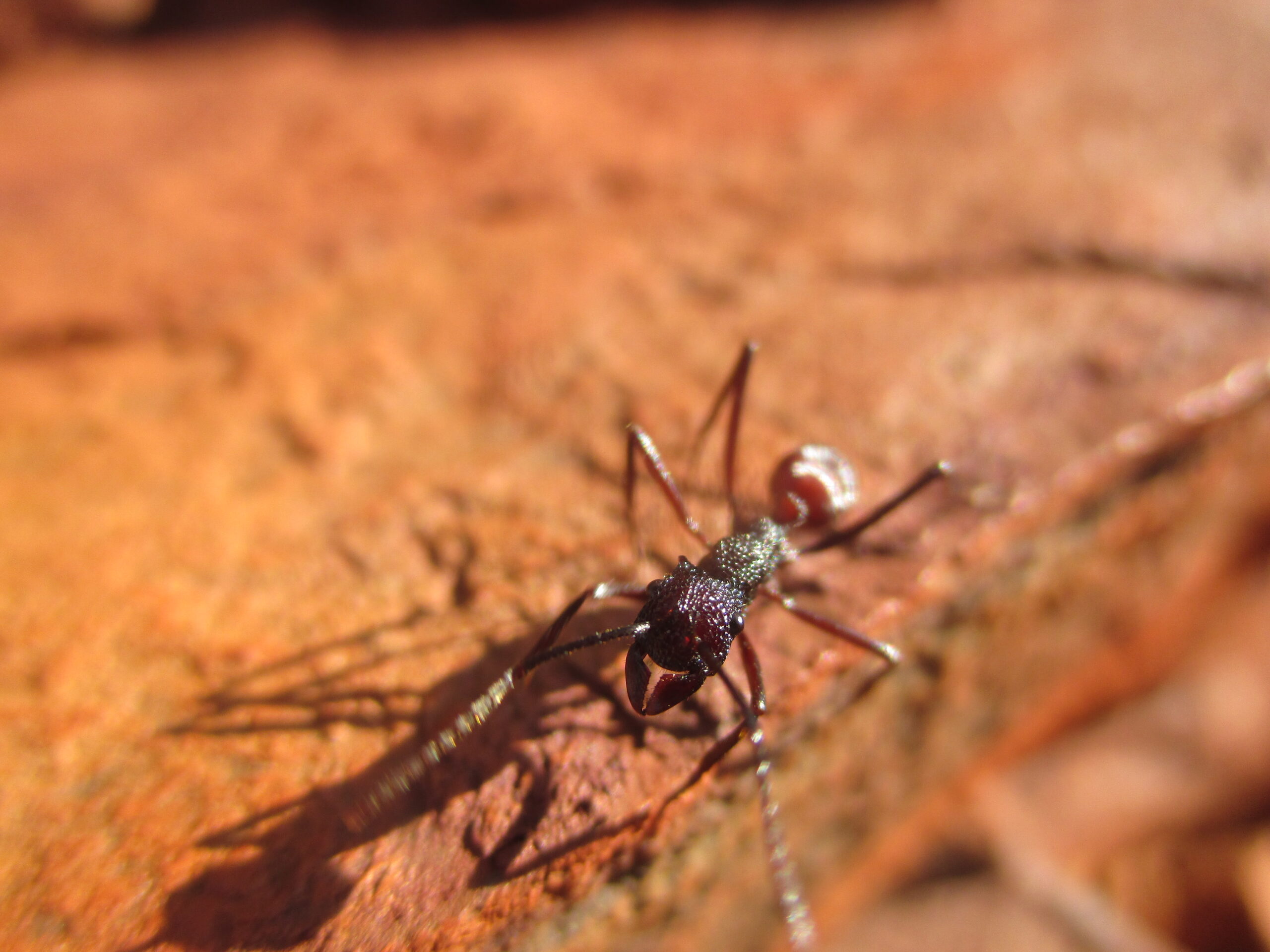 Red ant (not to be confused with a termite)