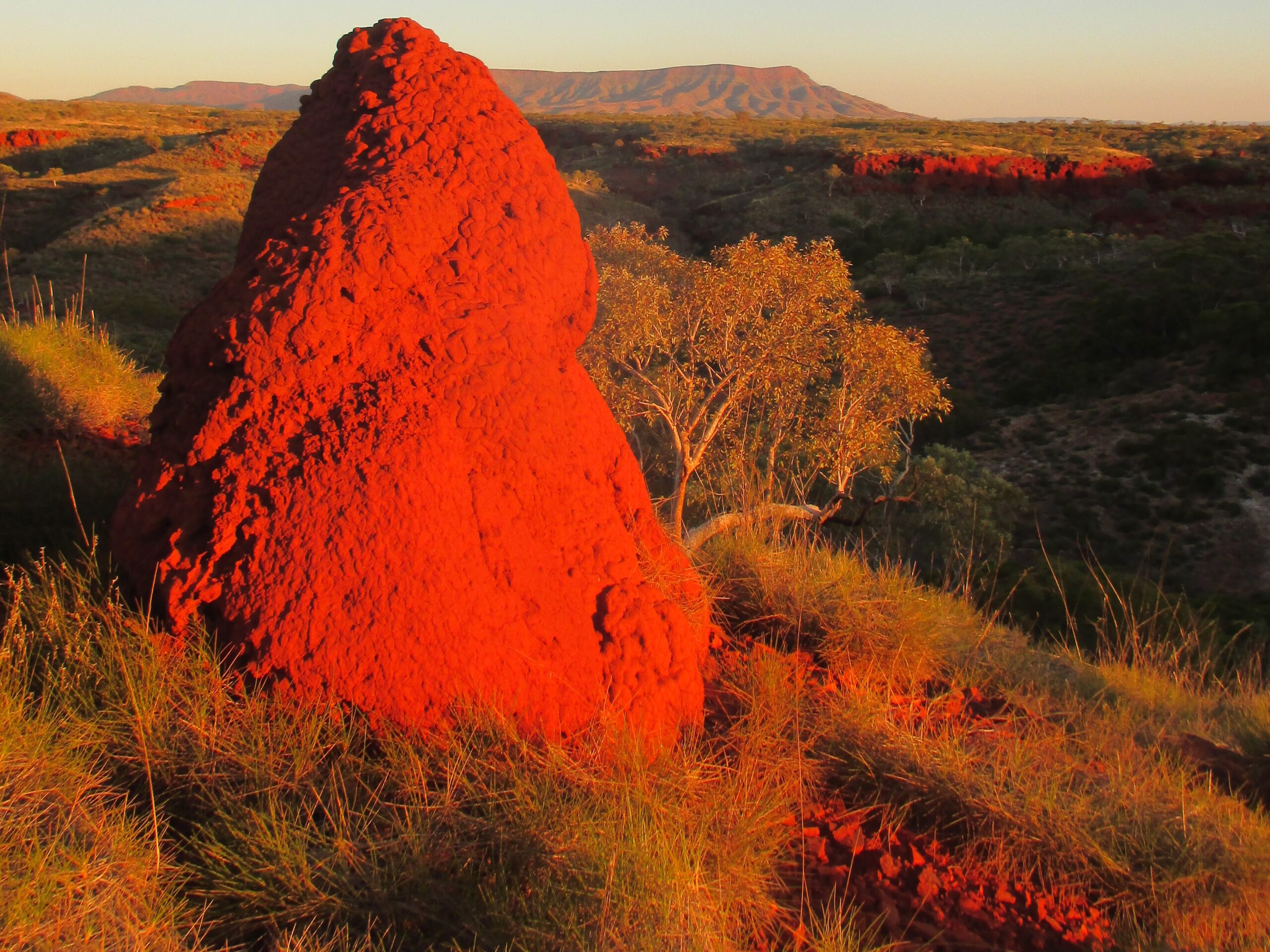 A termite mound at sunset