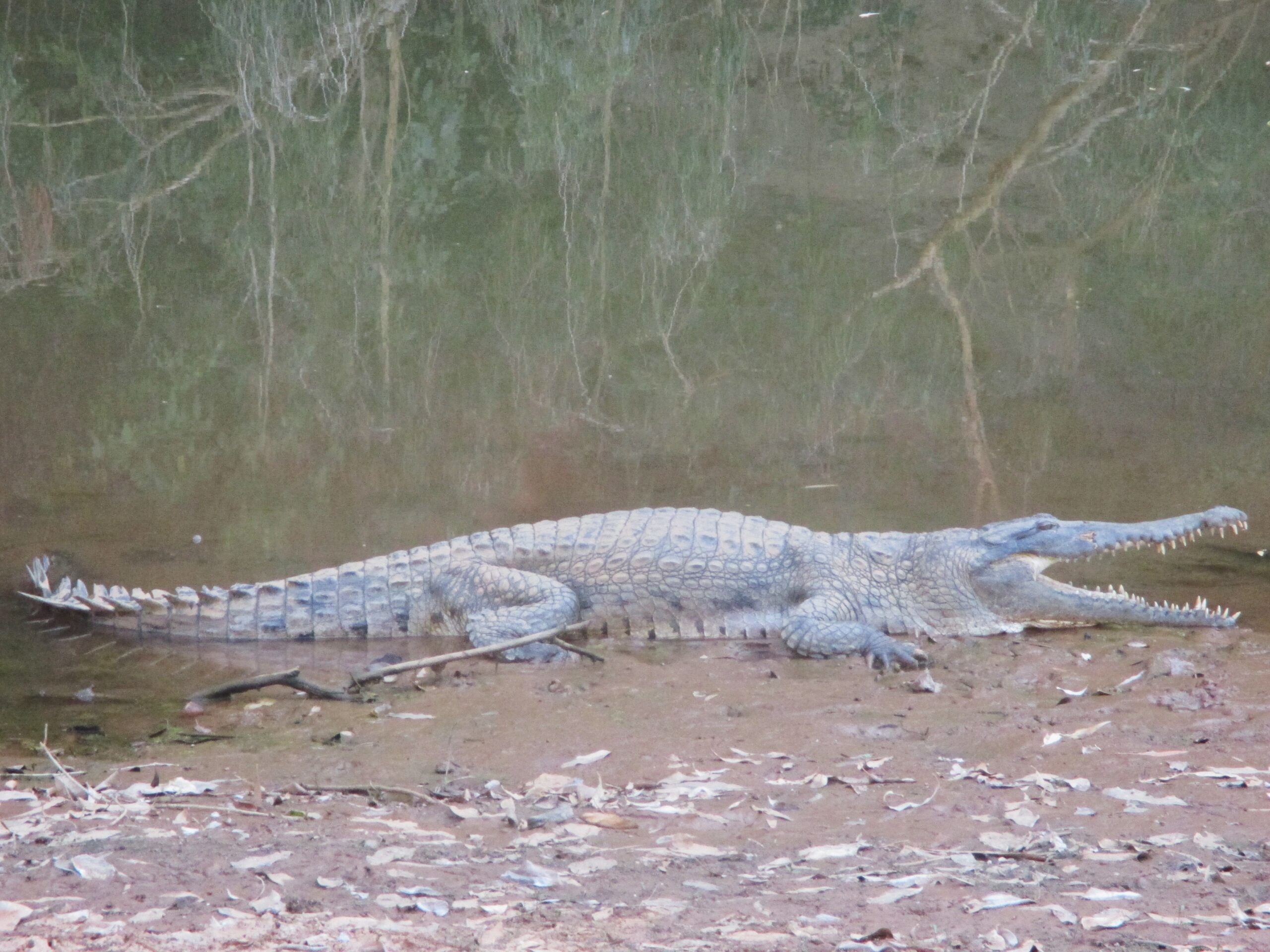 A freshwater crocodile