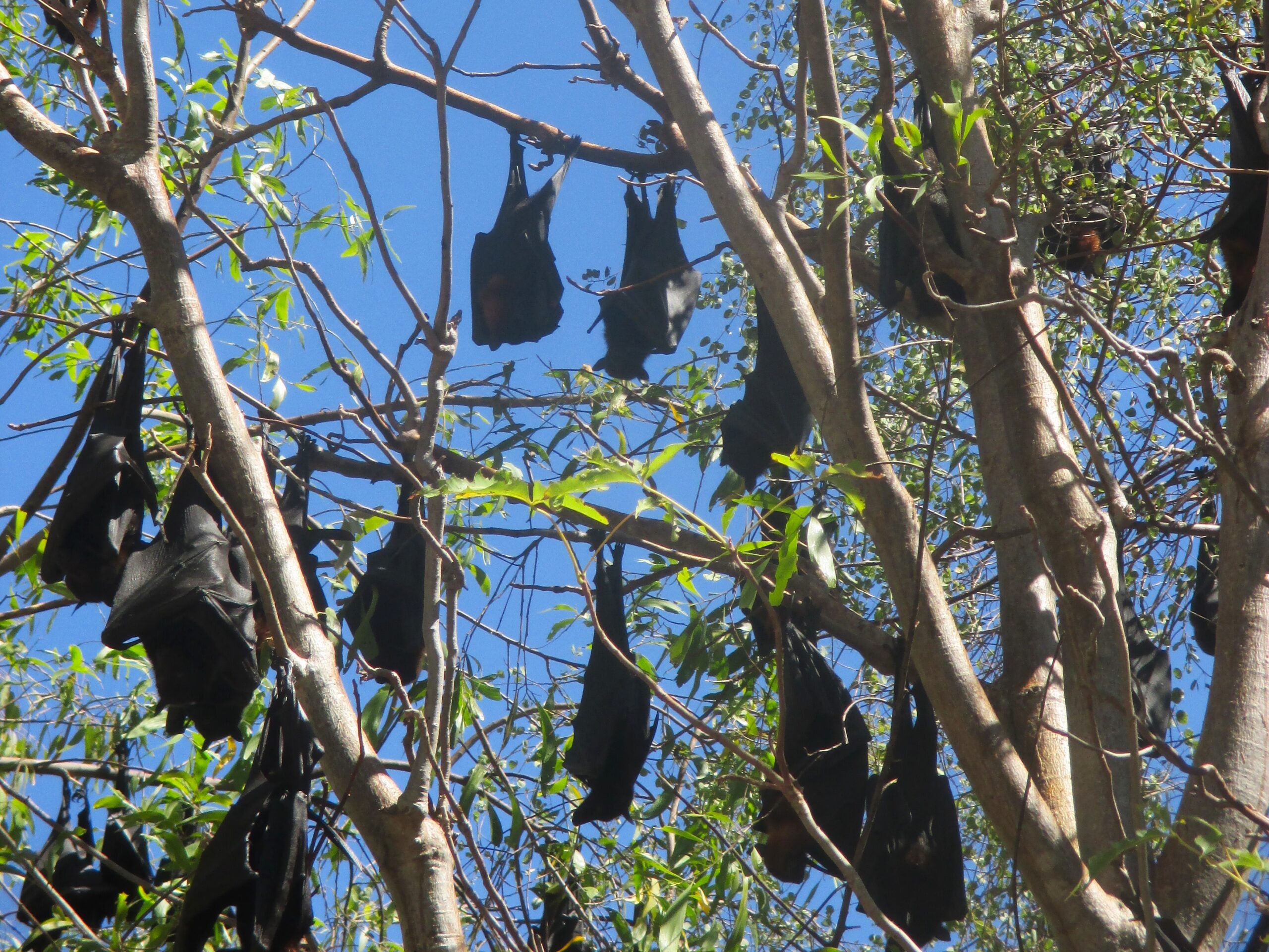 Bat colony