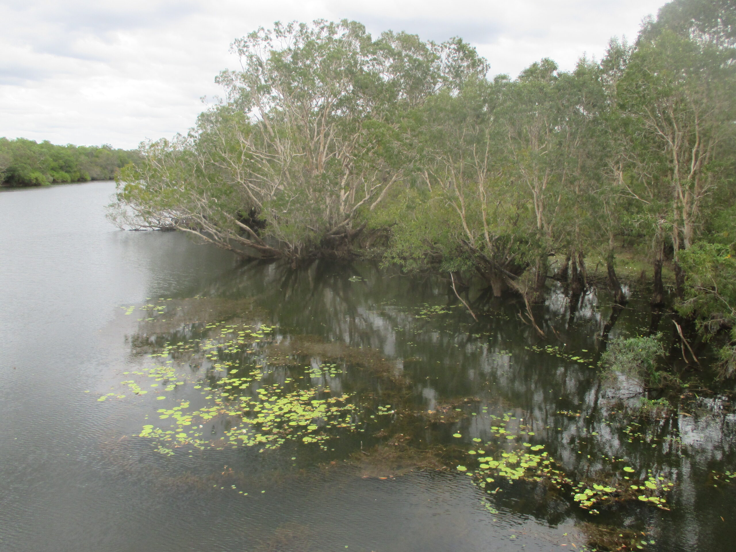 The wetlands