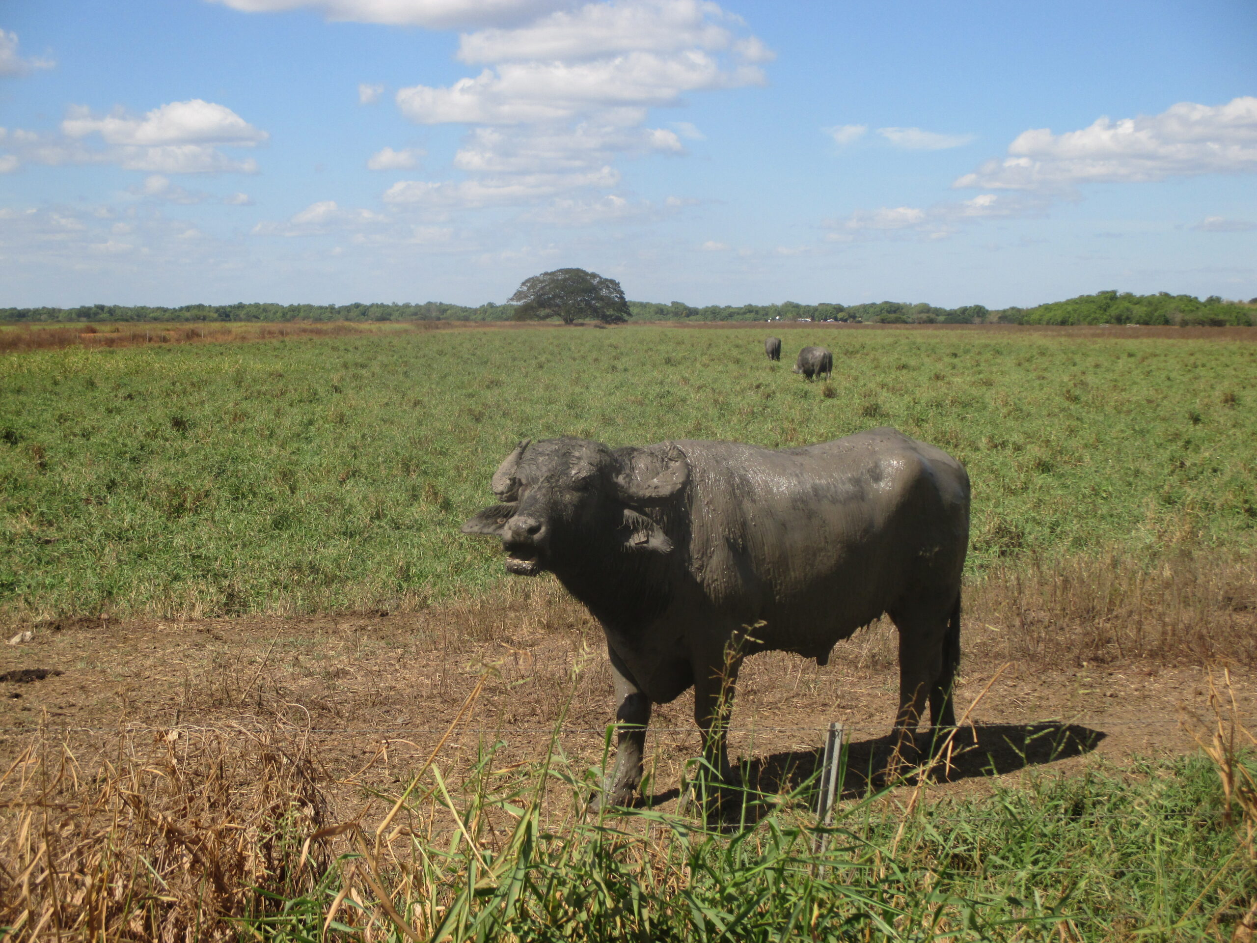 A large bull