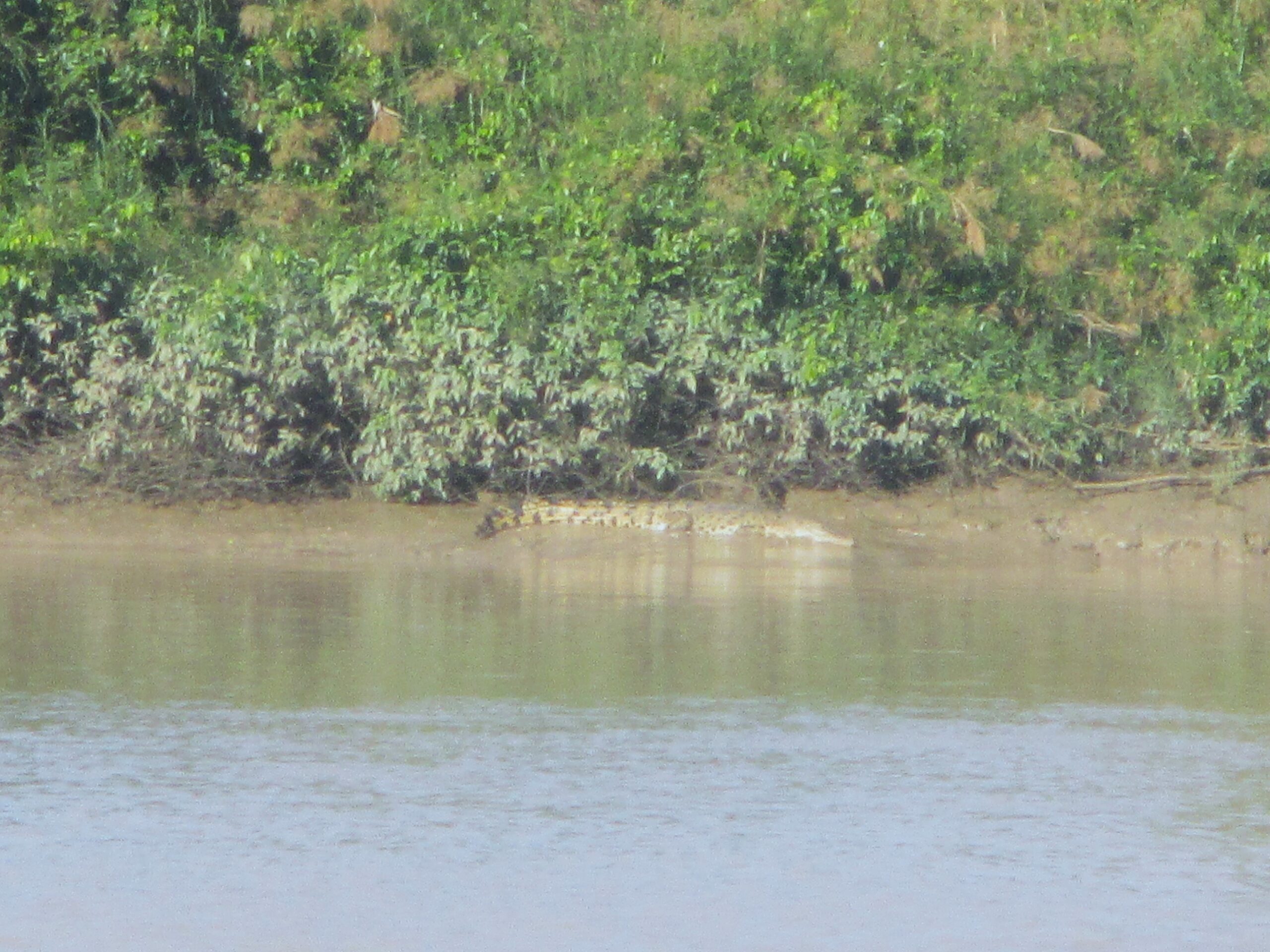 Saltwater crocodile - from a distance