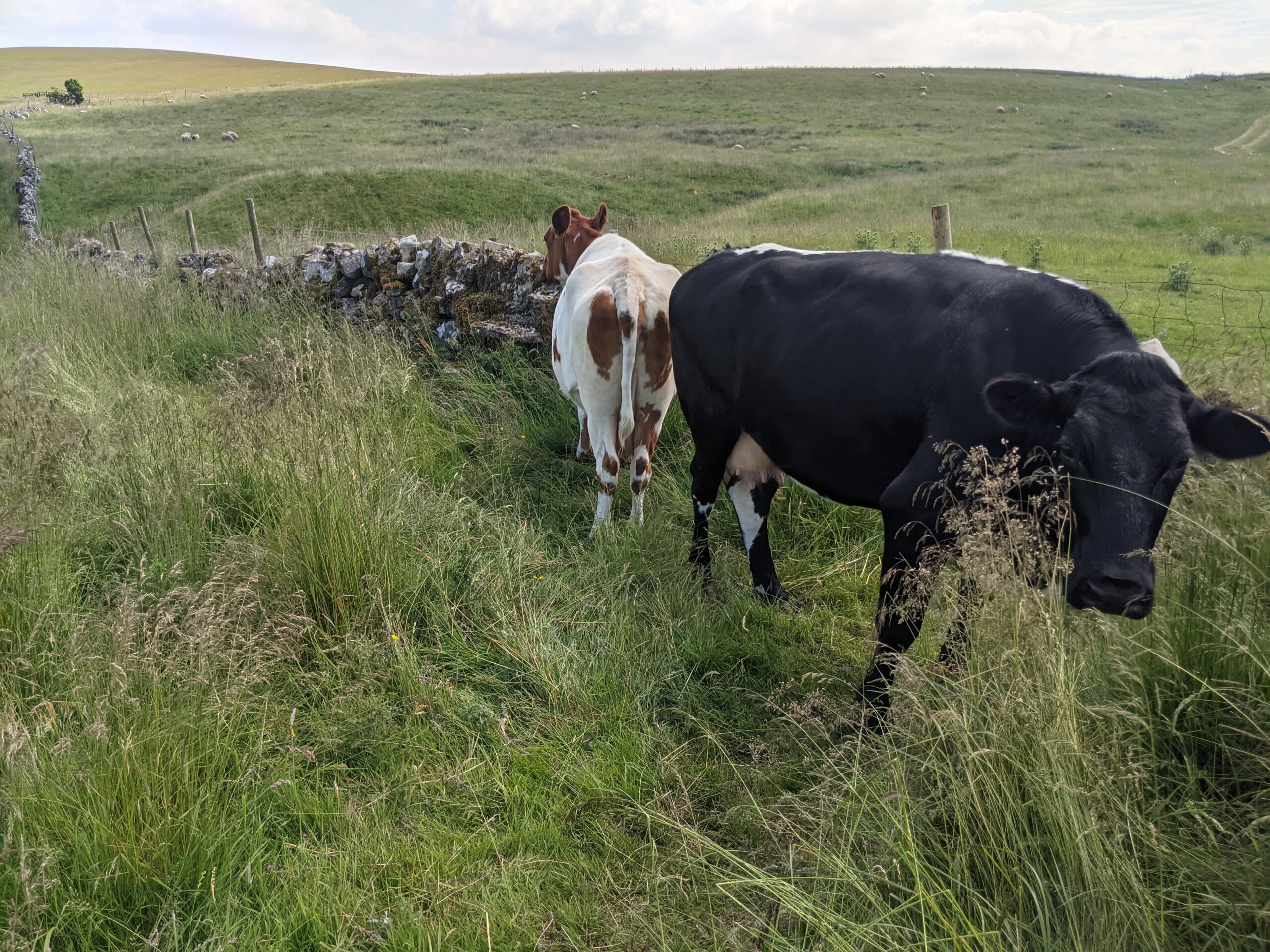 Friendly cows