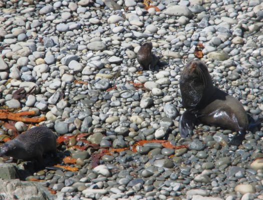 A New Zealand Fur seal family