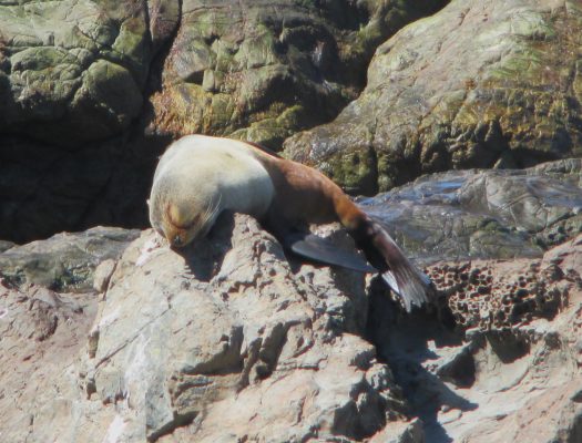 Taking a nap on a rock