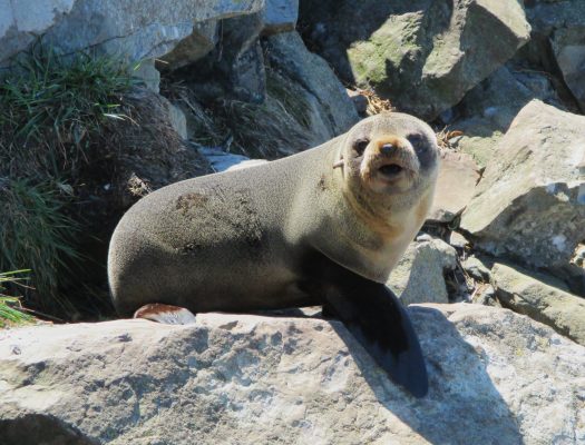 A seal pup with the colony in Kaikoura