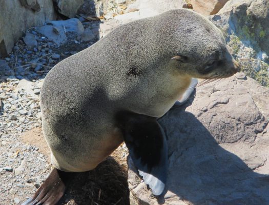 A slow waddle over the rocks