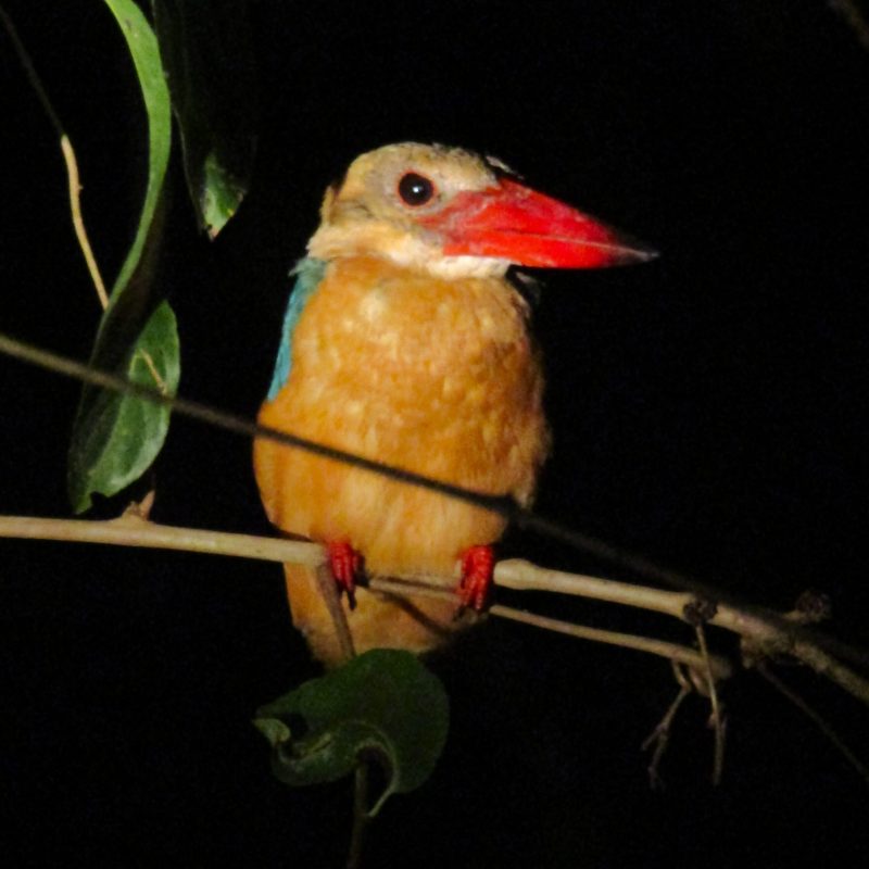 Stork-billed kingfisher, seen on a night cruise