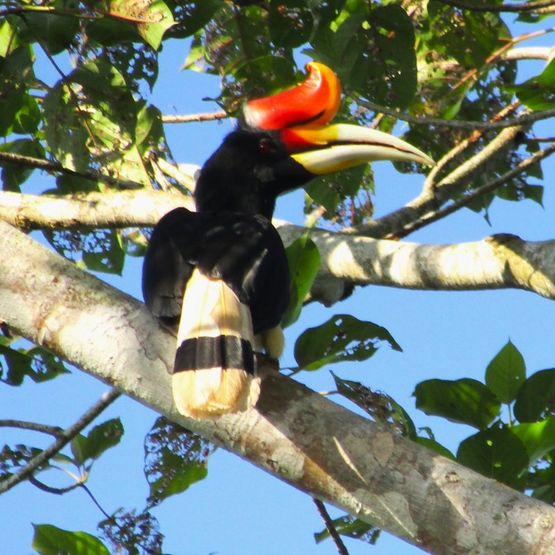 A colourful rhinoceros hornbill, above Kinabatangan River