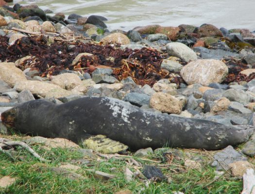 A leopard seal, known for killing other seals