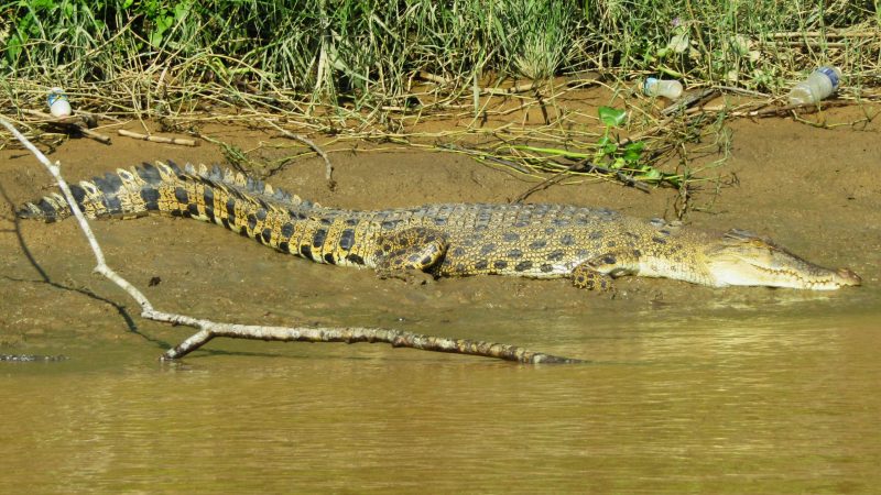 These crocodiles are known to kill local fishermen