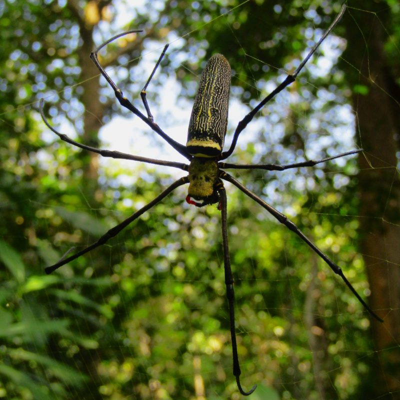 A female can grow up to 20cm. Pretty big for a spider