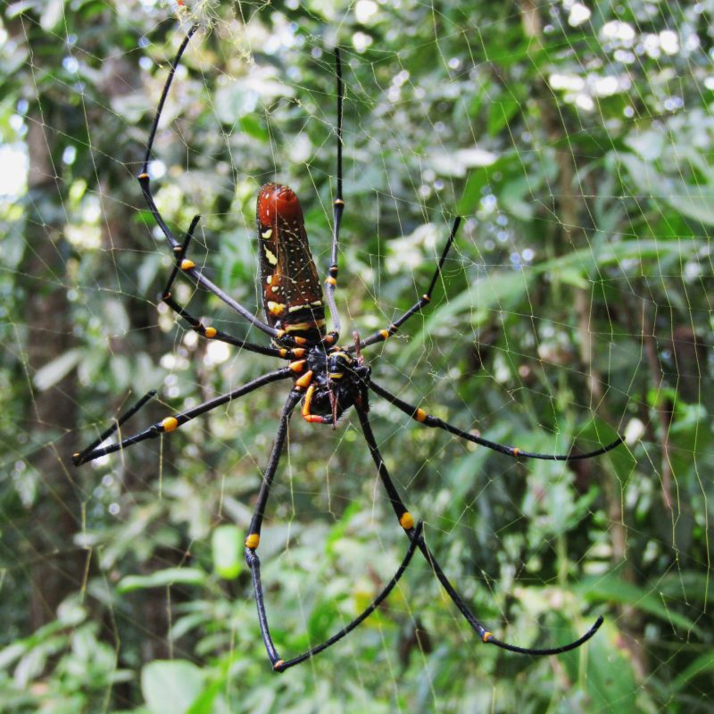 A giant golden orb weaver, kindly spun it's web on a footpath