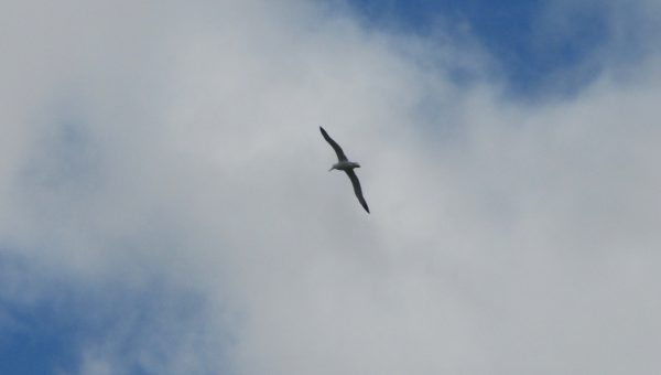 An albatross takes to the sky