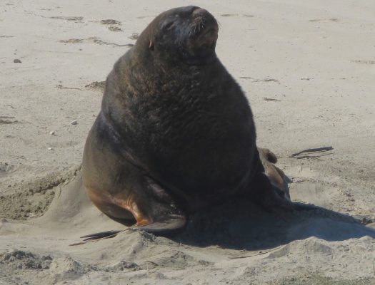 Huge male waking up...