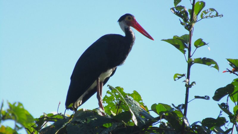 Storm's stalk, one of 200 remaining