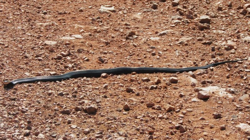 A young king cobra, raising its head slighty