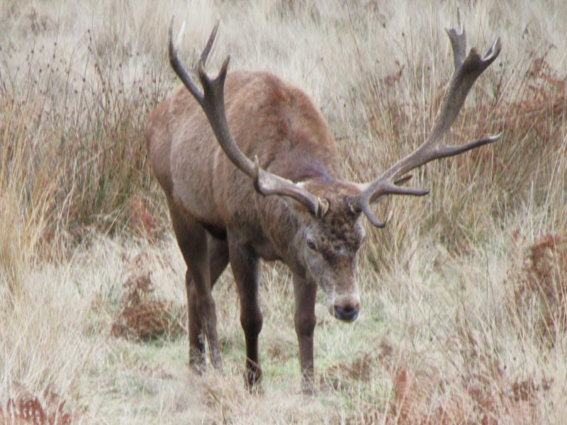 A large red deer stag