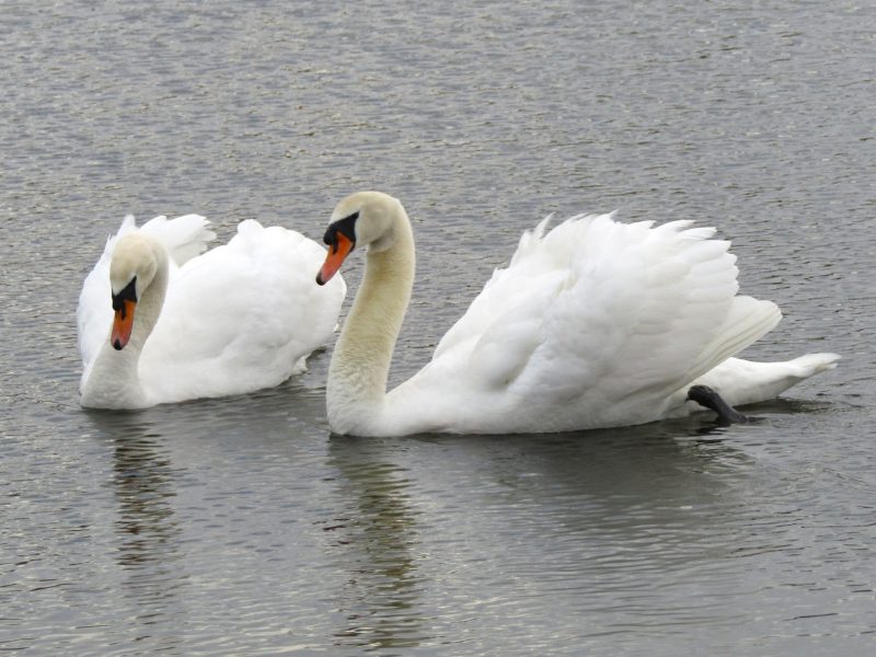 Majestic white swans