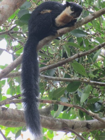 A giant black squirrel