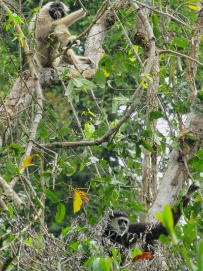 Two gibbons hanging out