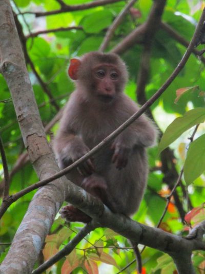 A young macaque