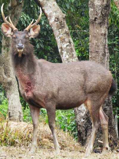 A sambar deer stag