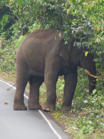 A large elephant