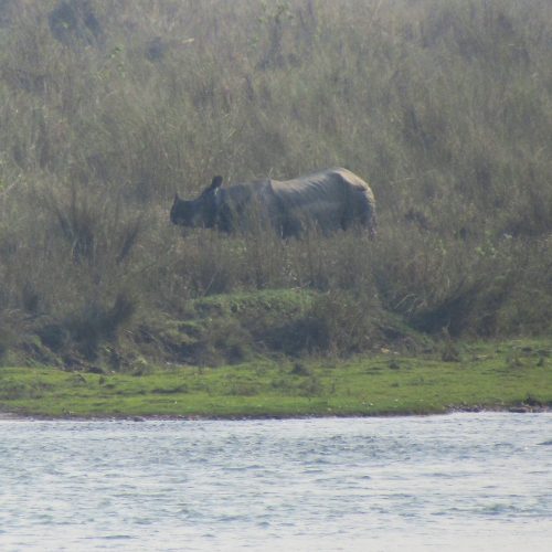 An Indian rhino, from around 150 metres away. I saw one much closer later that day...