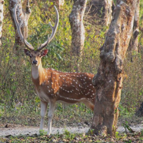 A Chital stag deer on high alert. Fairly understandably, given the predators nearby.