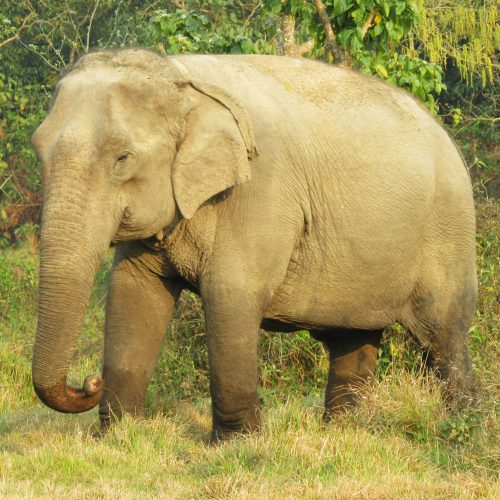 A retired work elephant, now free to roam the park as she likes. Still comes home every evening