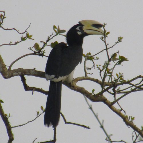 An oriental pied hornbill. There were many of these iconic birds in Chitwan National Park