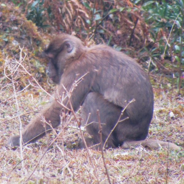 A macaque, at around 2,000 metres elevation