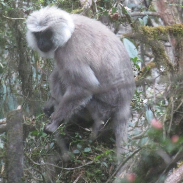 A grey langur